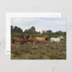 Carte Postale Bob Langrish   Herd New Forest Poney debout