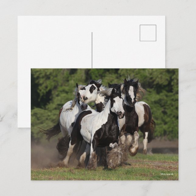 Carte Postale Bob Langrish | Herd Vannières Tsiganes en marche (Devant / Derrière)