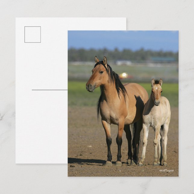 Carte Postale Bob Langrish Kiger Mustang Mare et poulain debout (Devant / Derrière)