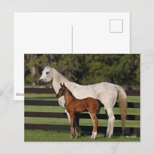 Carte Postale Bob Langrish Le mouton arabe et le poulain se rass