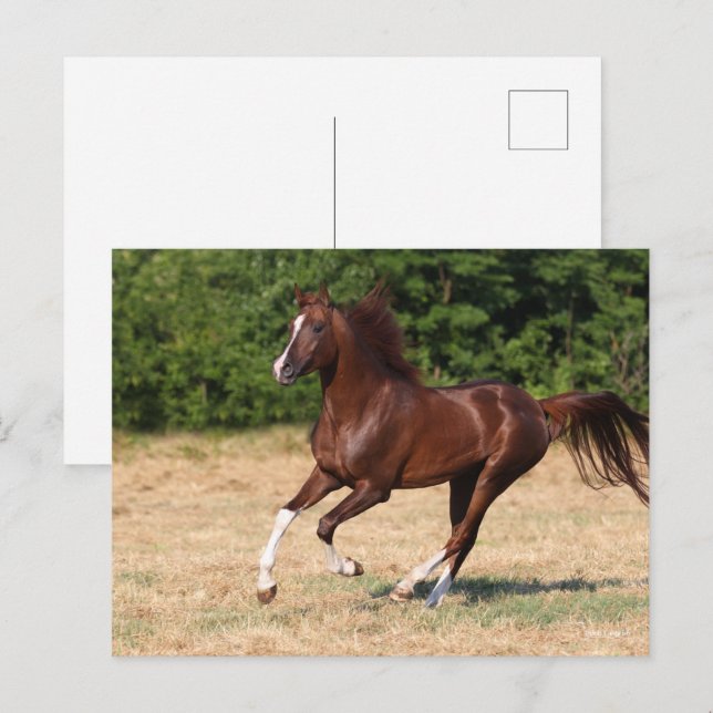 Carte Postale Bob Langrish | L'étalon arabe châtaigner en marche (Devant / Derrière)