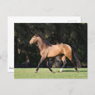 Carte Postale Bob Langrish   Light Bay Lusitano Running