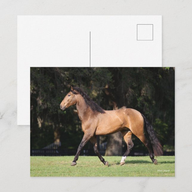 Carte Postale Bob Langrish | Light Bay Lusitano Running (Devant / Derrière)