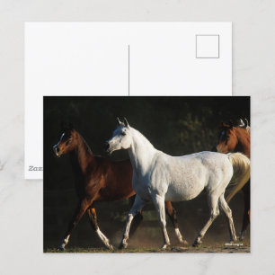Carte Postale Bob Langrish   Marche des Mares Arabes