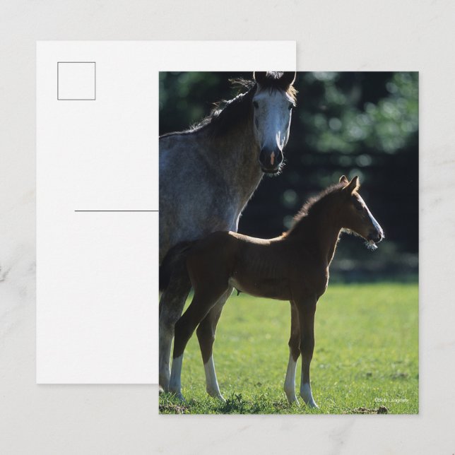Carte Postale Bob Langrish | Mare de sang chaud et rétroéclairé  (Devant / Derrière)