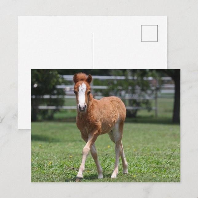 Carte Postale Bob Langrish | Miniature Pony Foal Walking (Devant / Derrière)