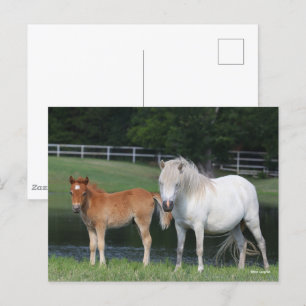 Carte Postale Bob Langrish Miniature Pony Mare et Foie debout