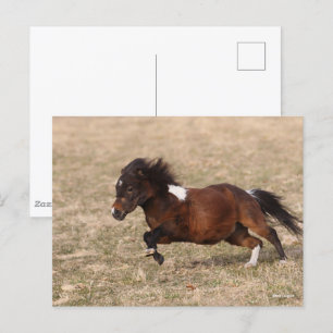 Carte Postale Bob Langrish   Miniature Pony Running Fast