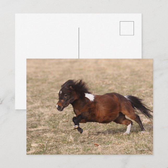 Carte Postale Bob Langrish | Miniature Pony Running Fast (Devant / Derrière)