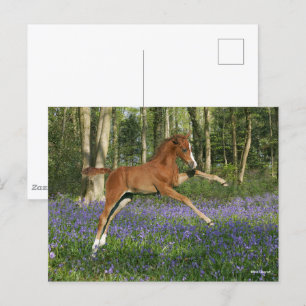Carte Postale Bob Langrish   Morgan Foal saute avec Bluebells