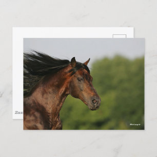 Carte Postale Bob Langrish   Morgan Horse Capsule Flower Mane