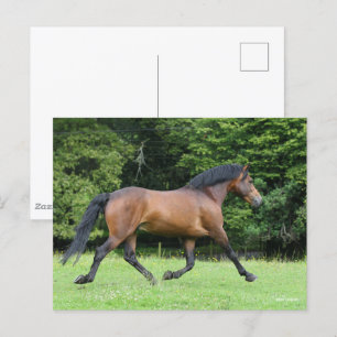 Carte Postale Bob Langrish   Nouveau Stallion du ponton forestie