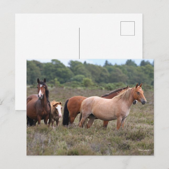 Carte Postale Bob Langrish | Nouveaux poneys forestiers et poula (Devant / Derrière)