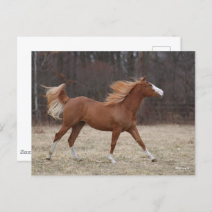 Carte Postale Bob Langrish Overo Paint Horse Running