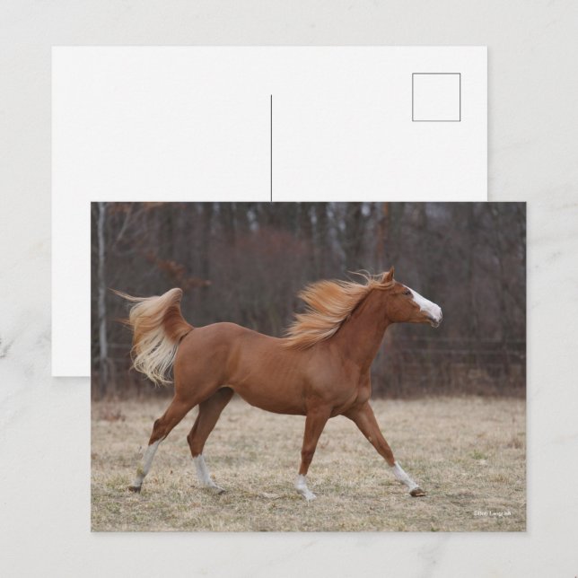 Carte Postale Bob Langrish | Overo Paint Horse Running (Devant / Derrière)