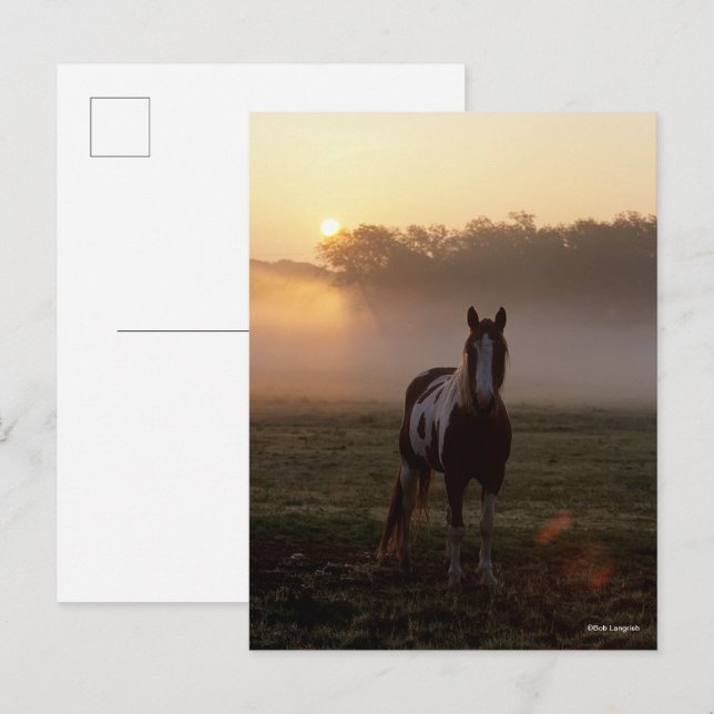 Carte Postale Bob Langrish | Paint Horse Debout Mist Sunrise (Devant / Derrière)