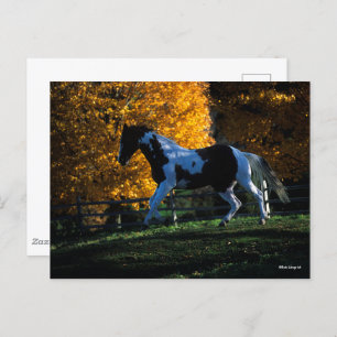 Carte Postale Bob Langrish Paint Horse Runn Automne