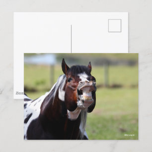 Carte Postale Bob Langrish   Paint Horse Stallion Flehmen