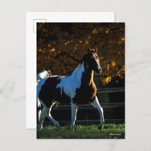Carte Postale Bob Langrish Paint Horse Walking Backlight Autom