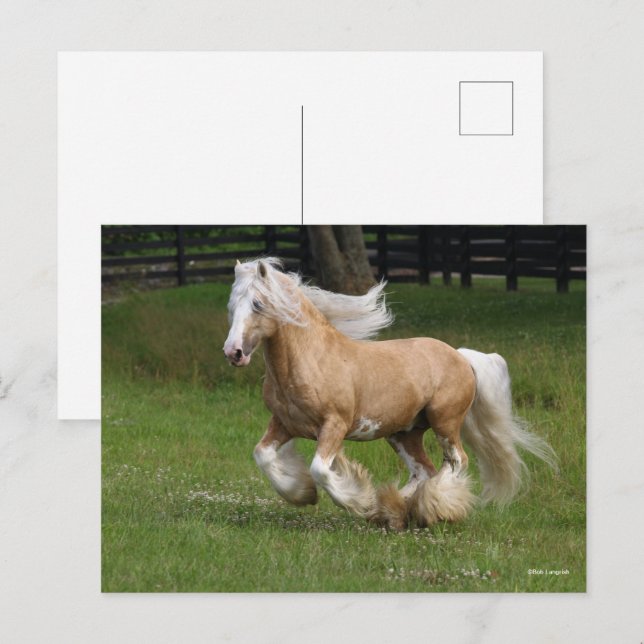 Carte Postale Bob Langrish | Palomino Gypsy Vanner Cheval Courir (Devant / Derrière)
