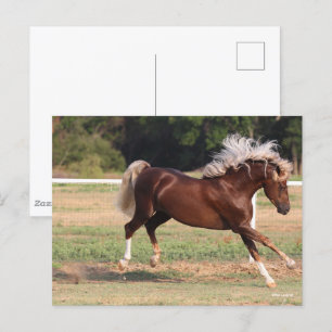 Carte Postale Bob Langrish Palomino Morgan Horse Bucking