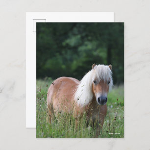 Carte Postale Bob Langrish   Palomino Shetland Debout Dans L'Her