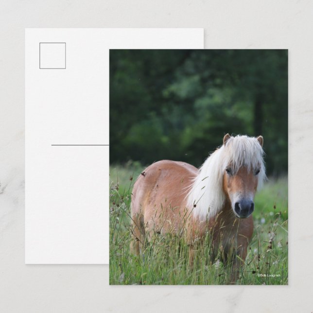 Carte Postale Bob Langrish | Palomino Shetland Debout Dans L'Her (Devant / Derrière)