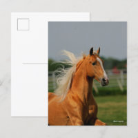 Bob Langrish | Palomino Tennesee Walker Headshot