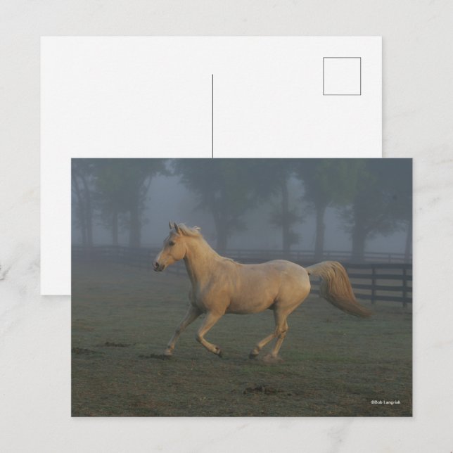 Carte Postale Bob Langrish | Palomino Tennessee Walker dans Mist (Devant / Derrière)