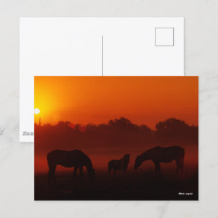 Carte Postale Bob Langrish   Pâturage à trois chevaux au coucher