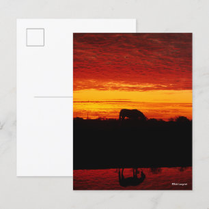 Carte Postale Bob Langrish   Pâturage arabe à cheval au coucher 