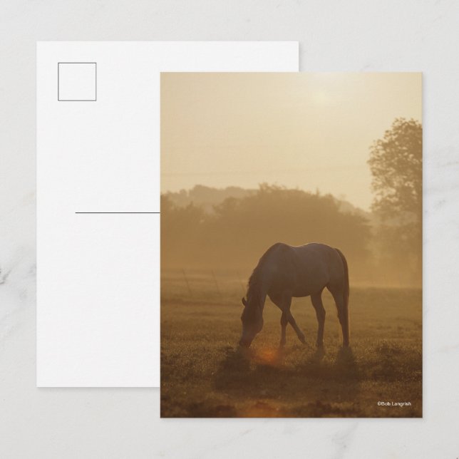 Carte Postale Bob Langrish | Pâturage arabe au coucher du soleil (Devant / Derrière)