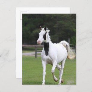 Carte Postale Bob Langrish   Pinto Warmblood