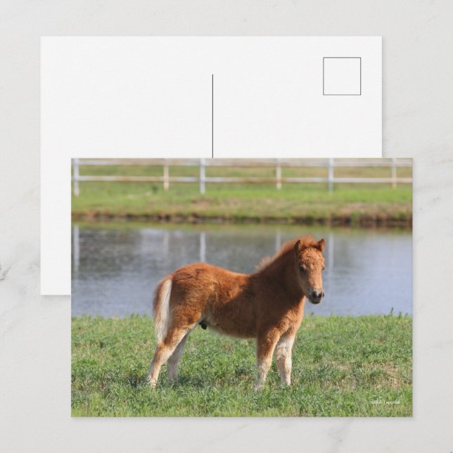 Carte Postale Bob Langrish | Poisson de poney miniature debout (Devant / Derrière)