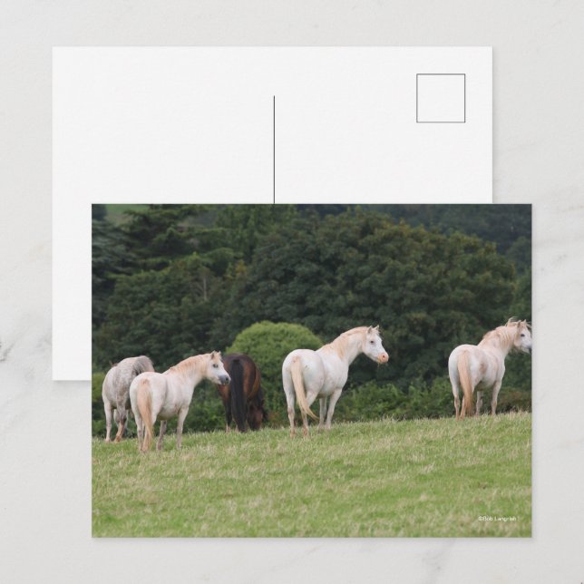 Carte Postale Bob Langrish | Poney Gallois En Champ (Devant / Derrière)