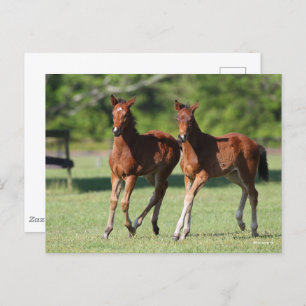Carte Postale Bob Langrish   Quart de chevaux Foals Together