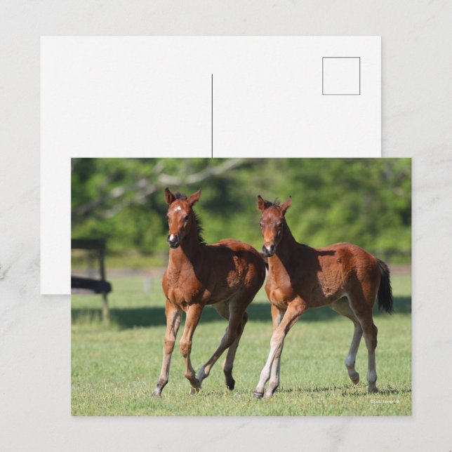 Carte Postale Bob Langrish | Quart de chevaux Foals Together (Devant / Derrière)