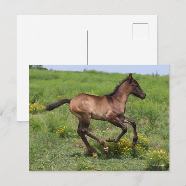 Carte Postale Bob Langrish | Quart Horse Foal Running (Devant / Derrière)