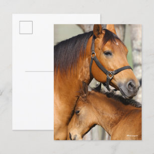 Carte Postale Bob Langrish Quarter Cheval Mare et poulain