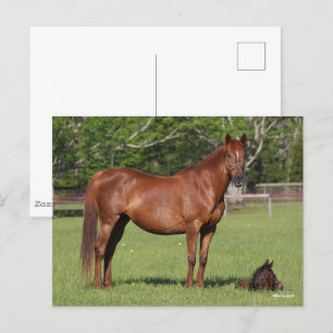 Carte Postale Bob Langrish Quarter Cheval Mare et poulain debout