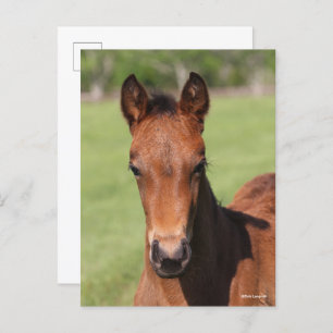Carte Postale Bob Langrish Quarter Horse Foal Headshot
