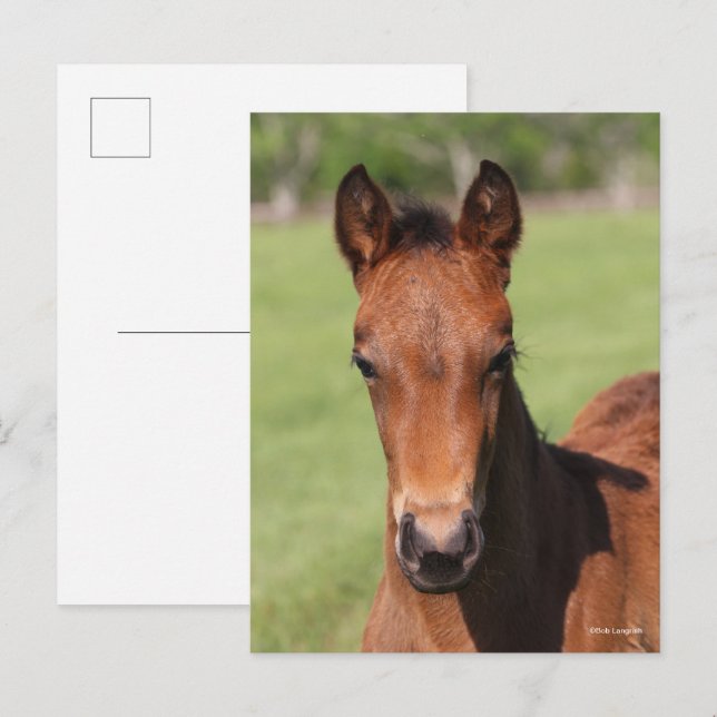 Carte Postale Bob Langrish | Quarter Horse Foal Headshot (Devant / Derrière)