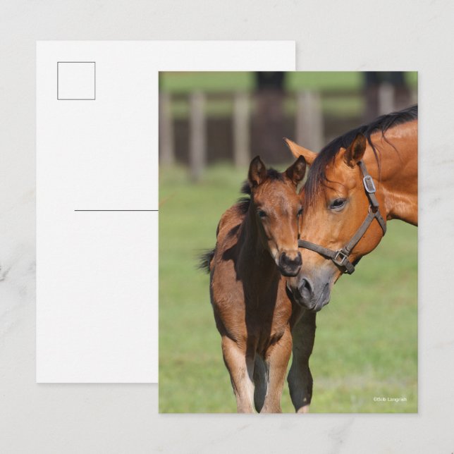 Carte Postale Bob Langrish | Quarter Horse Mare and Foal (Devant / Derrière)