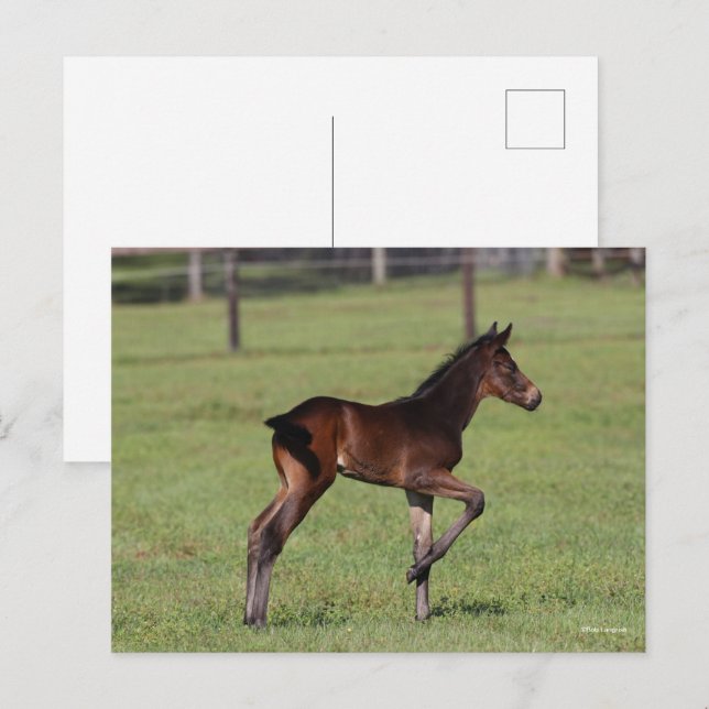 Carte Postale Bob Langrish | Quartier Cheval Foie debout Leg Up (Devant / Derrière)