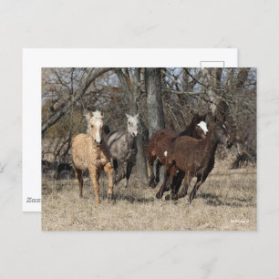 Carte Postale Bob Langrish   Quatre Chevaux De Courbe Bashkir Co