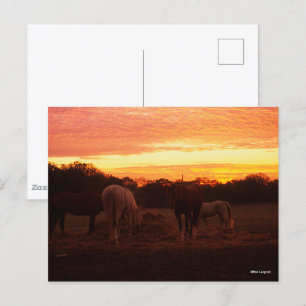 Carte Postale Bob Langrish   Quatre chevaux pâturant au coucher 