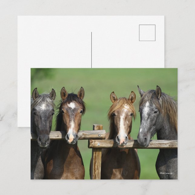 Carte Postale Bob Langrish | Quatre Jeunes Andalous À La clôture (Devant / Derrière)