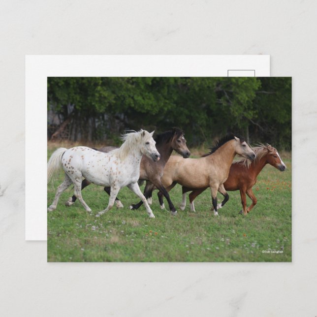 Carte Postale Bob Langrish | Quatre Poney Courant Ensemble (Devant / Derrière)