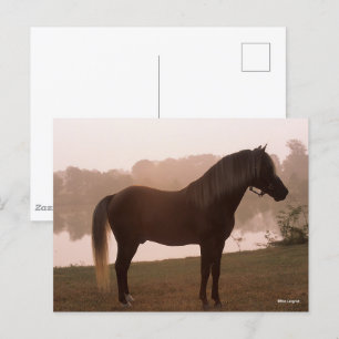 Carte Postale Bob Langrish Rocky Mountain Horse debout rétroécla