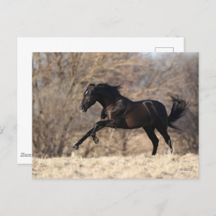 Carte Postale Bob Langrish   Running Andalucian